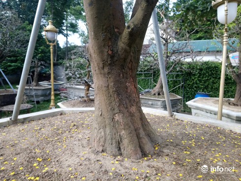 Cây hoàng mai trên 200 năm tuổi bung hoa vàng chóe, giá khoảng 5 tỷ-2
