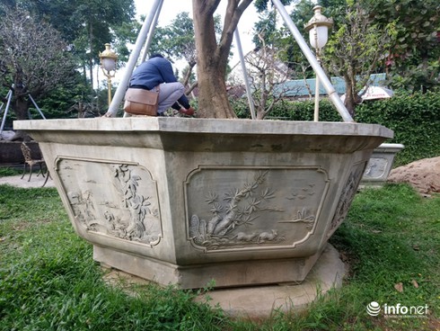 Cây hoàng mai trên 200 năm tuổi bung hoa vàng chóe, giá khoảng 5 tỷ-3