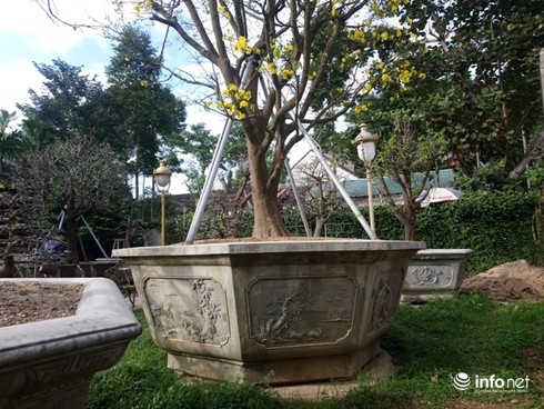 Cây hoàng mai trên 200 năm tuổi bung hoa vàng chóe, giá khoảng 5 tỷ-4