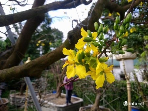 Cây hoàng mai trên 200 năm tuổi bung hoa vàng chóe, giá khoảng 5 tỷ-6