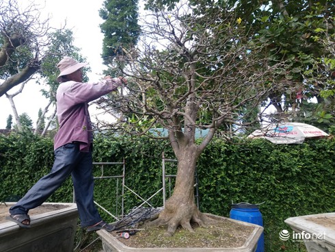 Cây hoàng mai trên 200 năm tuổi bung hoa vàng chóe, giá khoảng 5 tỷ-8