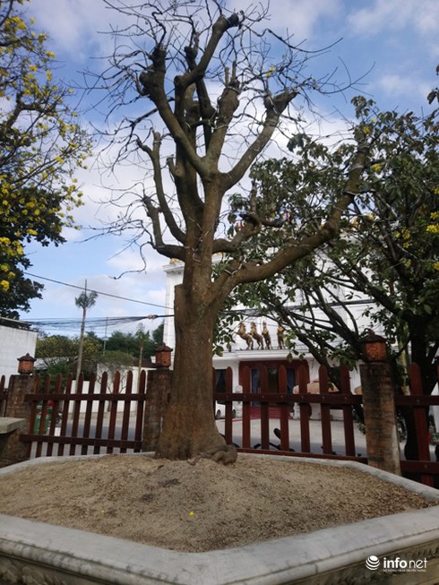 Cây hoàng mai trên 200 năm tuổi bung hoa vàng chóe, giá khoảng 5 tỷ-9