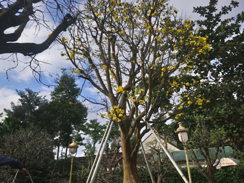 Ngắm vườn mai vô giá của lão nông dịp Tết-15