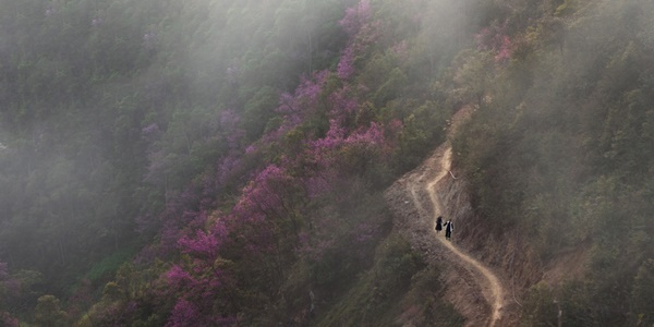 Sắc hoa nhuộm hồng núi rừng Tây Bắc dịp cuối đông-1