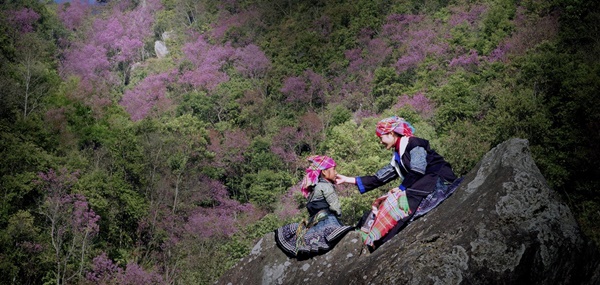 Sắc hoa nhuộm hồng núi rừng Tây Bắc dịp cuối đông-2
