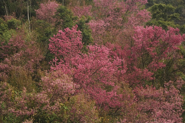 Sắc hoa nhuộm hồng núi rừng Tây Bắc dịp cuối đông-3