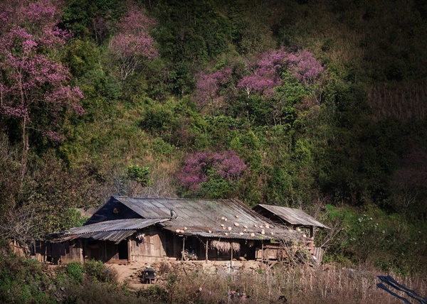 Sắc hoa nhuộm hồng núi rừng Tây Bắc dịp cuối đông-4