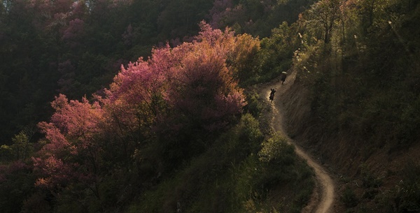 Sắc hoa nhuộm hồng núi rừng Tây Bắc dịp cuối đông-5