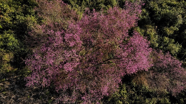 Sắc hoa nhuộm hồng núi rừng Tây Bắc dịp cuối đông-6