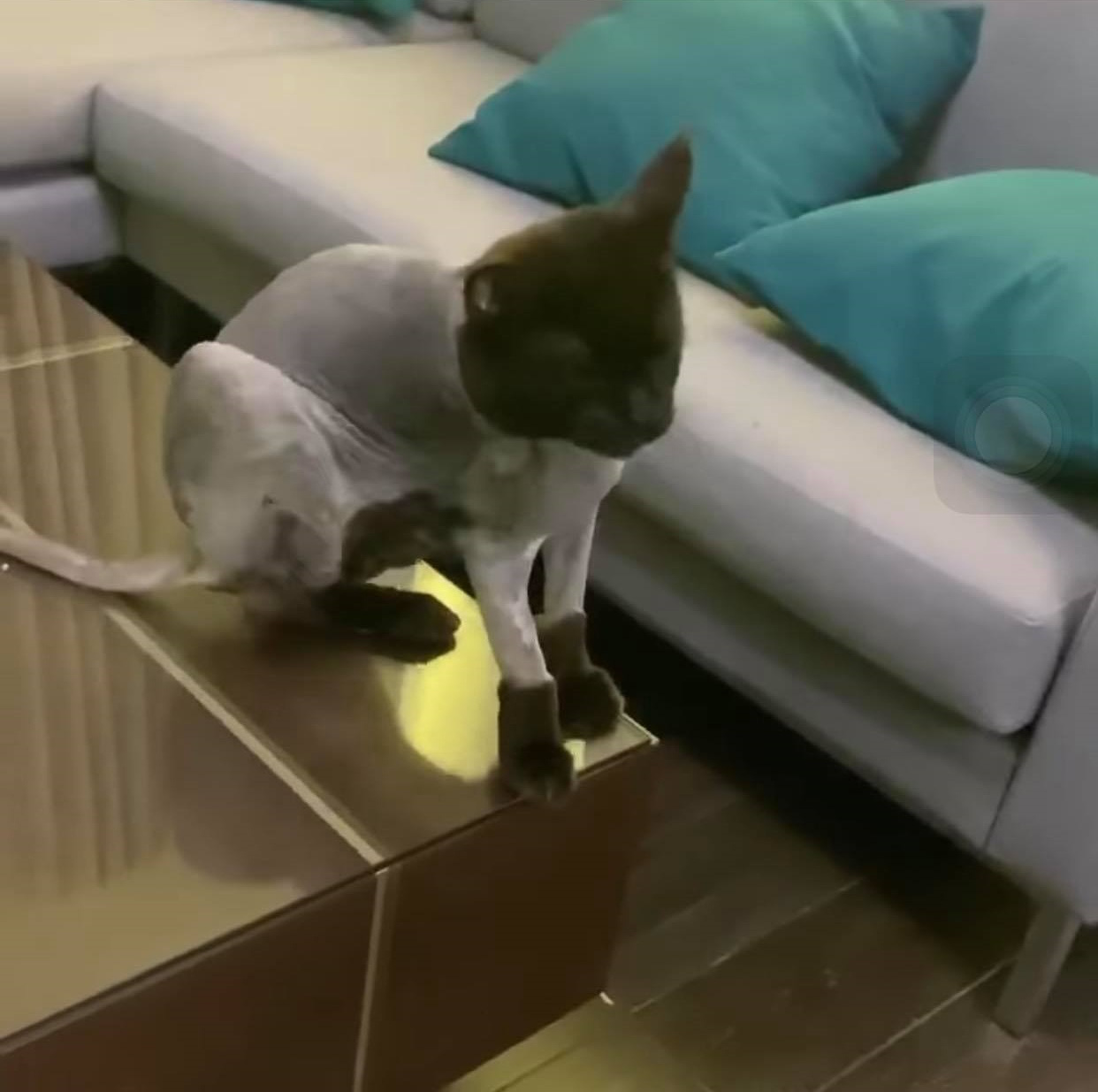 Trấn Thành đòi đưa Hari Won ra tòa vì hành động với mèo cưng khi chồng vắng nhà-5