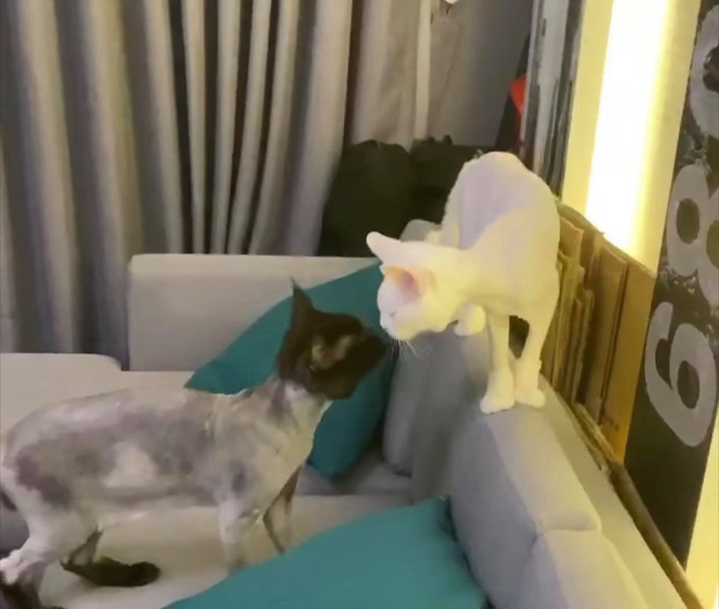 Trấn Thành đòi đưa Hari Won ra tòa vì hành động với mèo cưng khi chồng vắng nhà-1