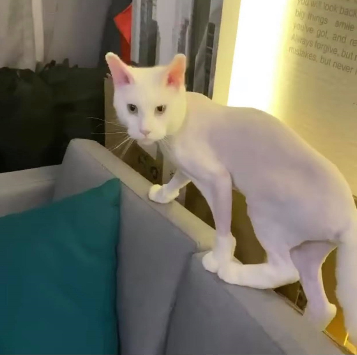 Trấn Thành đòi đưa Hari Won ra tòa vì hành động với mèo cưng khi chồng vắng nhà-3