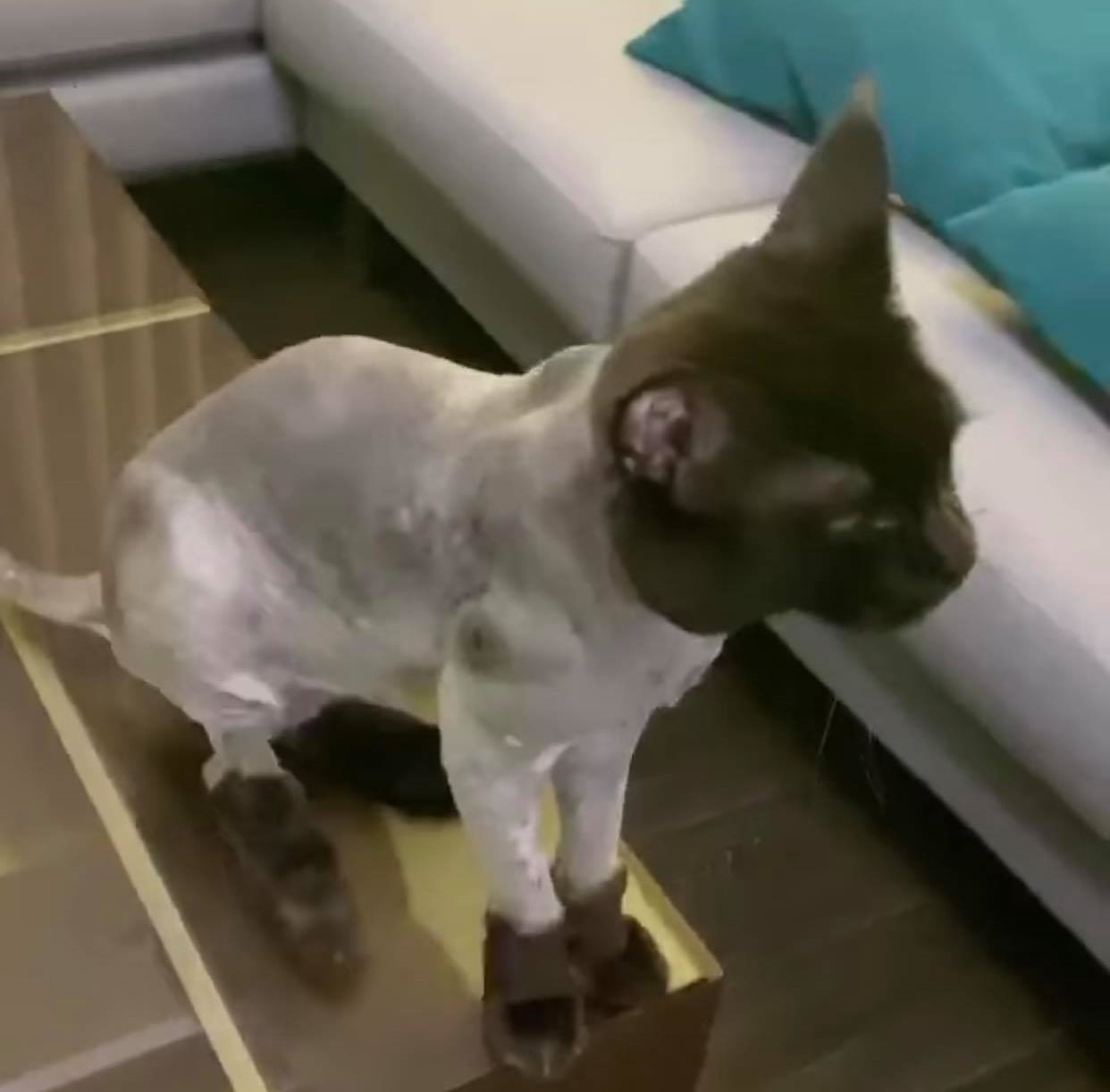 Trấn Thành đòi đưa Hari Won ra tòa vì hành động với mèo cưng khi chồng vắng nhà-4