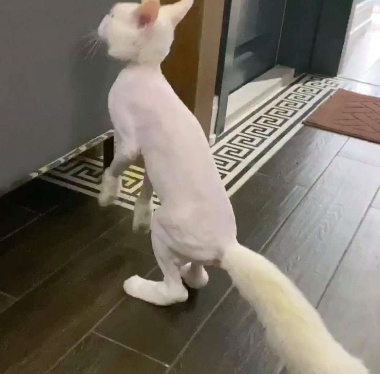 Trấn Thành đòi đưa Hari Won ra tòa vì hành động với mèo cưng khi chồng vắng nhà-2