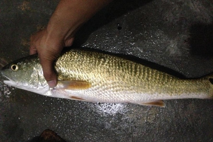 Ngư dân Đà Nẵng bắt được cá sủ vàng quý hiếm-1