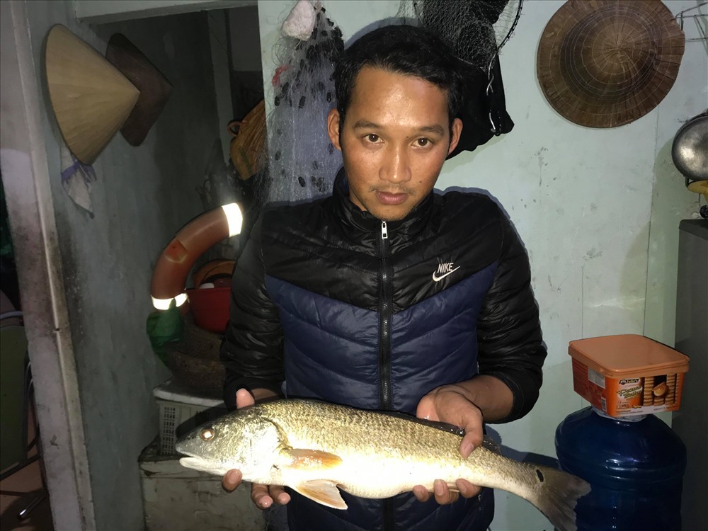 Ngư dân Đà Nẵng bắt được cá sủ vàng quý hiếm-2