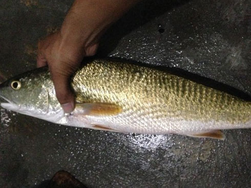 Thứ tưởng bỏ đi trong bụng cá có giá cao không ngờ-4