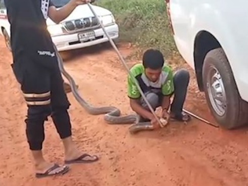 Rắn hổ mang chúa quấn chặt bụng thợ bắt rắn khi bị phát hiện-1