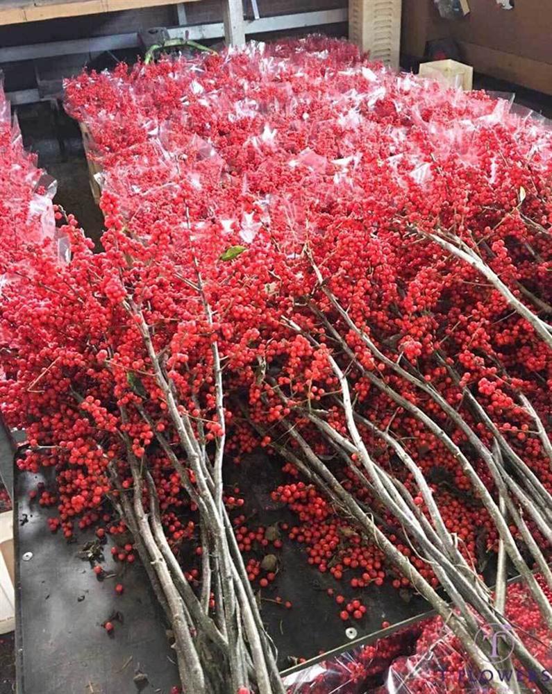 Đại gia chi 100 triệu mua đào đông, hàng Tàu đỏ rực chơi Tết Canh Tý-2