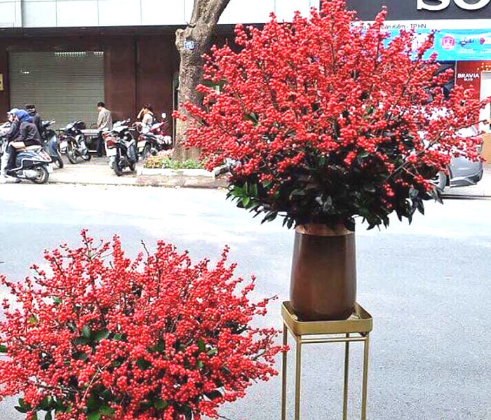 Đại gia chi 100 triệu mua đào đông, hàng Tàu đỏ rực chơi Tết Canh Tý-3