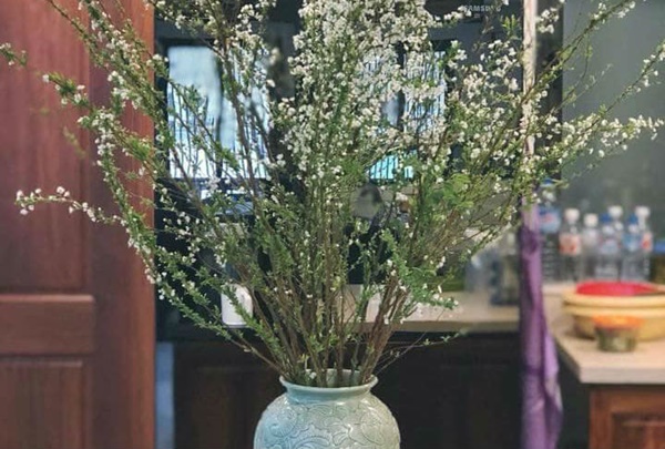 Giá hoa tuyết mai giảm mạnh so với năm ngoái, chỉ 190.000 đồng/bó, chị em công sở thi nhau lùng mua về chưng Tết-1