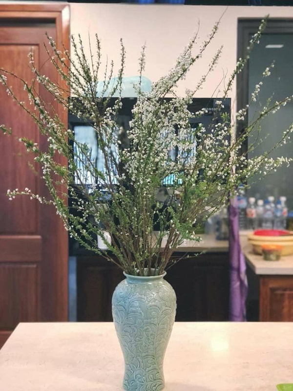 Giá hoa tuyết mai giảm mạnh so với năm ngoái, chỉ 190.000 đồng/bó, chị em công sở thi nhau lùng mua về chưng Tết-2