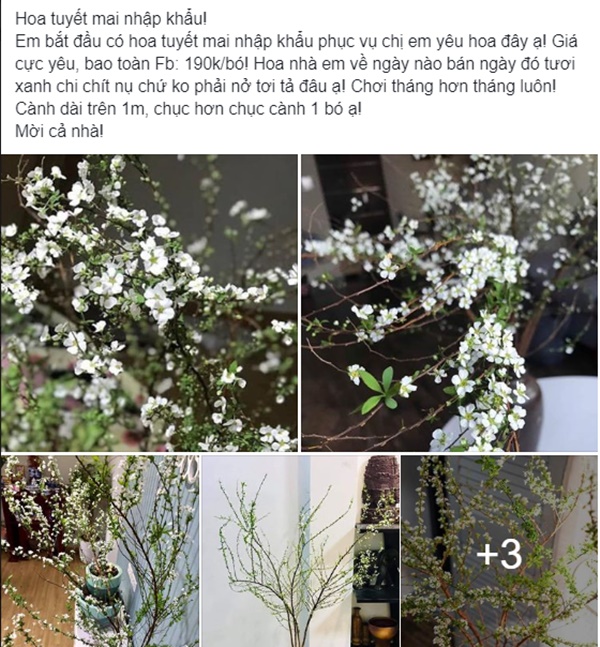 Giá hoa tuyết mai giảm mạnh so với năm ngoái, chỉ 190.000 đồng/bó, chị em công sở thi nhau lùng mua về chưng Tết-3