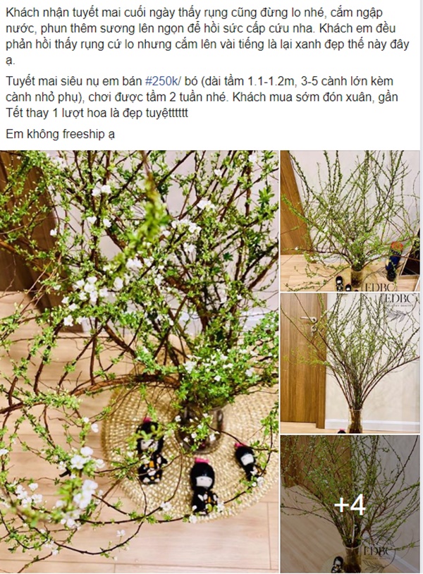 Giá hoa tuyết mai giảm mạnh so với năm ngoái, chỉ 190.000 đồng/bó, chị em công sở thi nhau lùng mua về chưng Tết-4