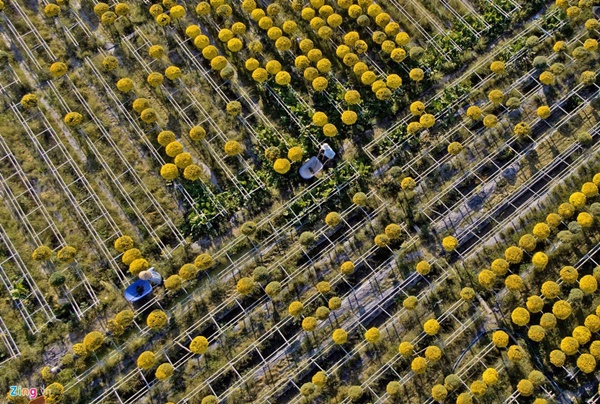 Cúc mâm xôi cháy hàng, giá cao kỷ lục tại làng hoa lớn nhất miền Tây-1