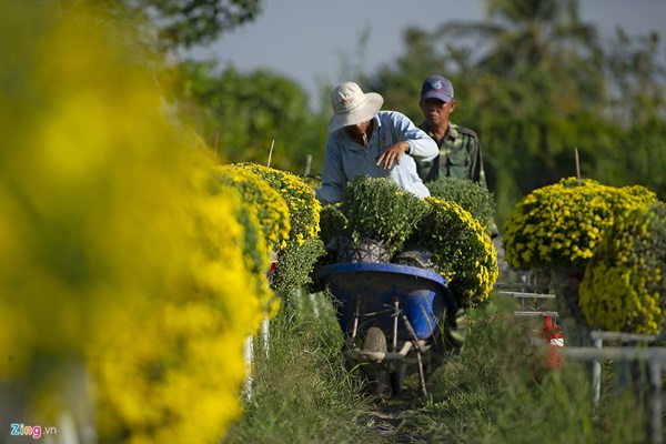 Cúc mâm xôi cháy hàng, giá cao kỷ lục tại làng hoa lớn nhất miền Tây-4