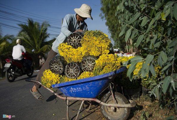 Cúc mâm xôi cháy hàng, giá cao kỷ lục tại làng hoa lớn nhất miền Tây-7