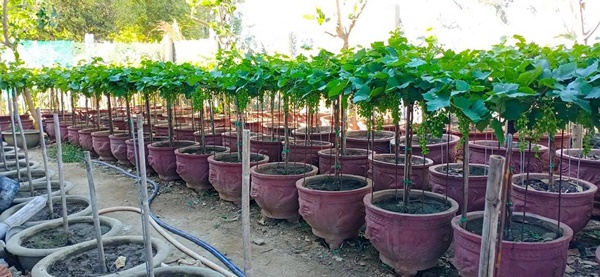 Trồng cây thân leo vào chậu làm kiểng, bán giá cao vẫn cháy hàng-1