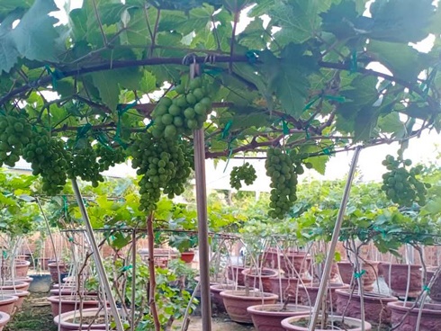 Quất thăng tiến bonsai gây sốt, giá chục triệu hút khách dịp Tết-11