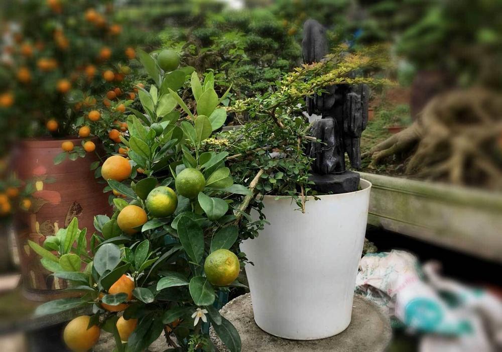 Quất thăng tiến bonsai gây sốt, giá chục triệu hút khách dịp Tết-1