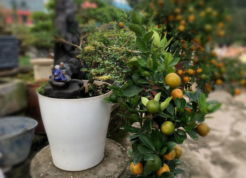Quất thăng tiến bonsai gây sốt, giá chục triệu hút khách dịp Tết-2