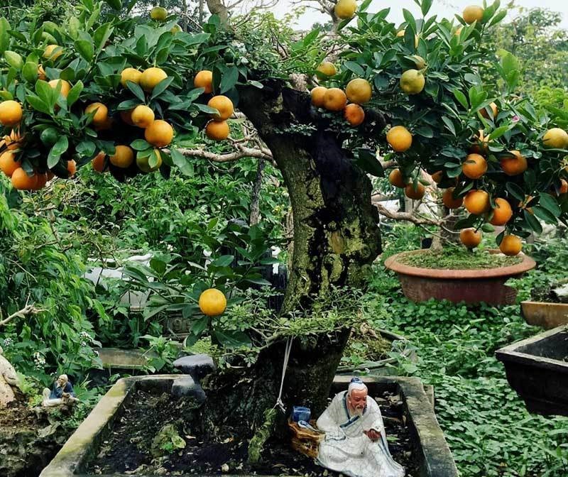 Quất thăng tiến bonsai gây sốt, giá chục triệu hút khách dịp Tết-3