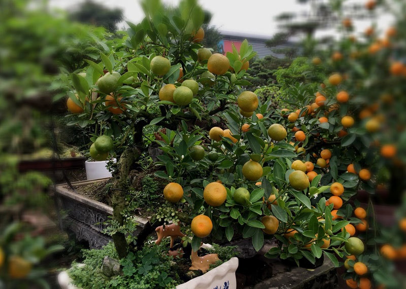 Quất thăng tiến bonsai gây sốt, giá chục triệu hút khách dịp Tết-4
