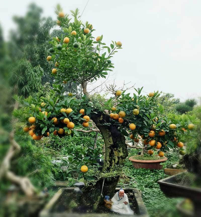 Quất thăng tiến bonsai gây sốt, giá chục triệu hút khách dịp Tết-5