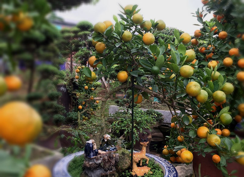 Quất thăng tiến bonsai gây sốt, giá chục triệu hút khách dịp Tết-6