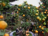 Quất 'thăng tiến' bonsai gây sốt, giá chục triệu hút khách dịp Tết