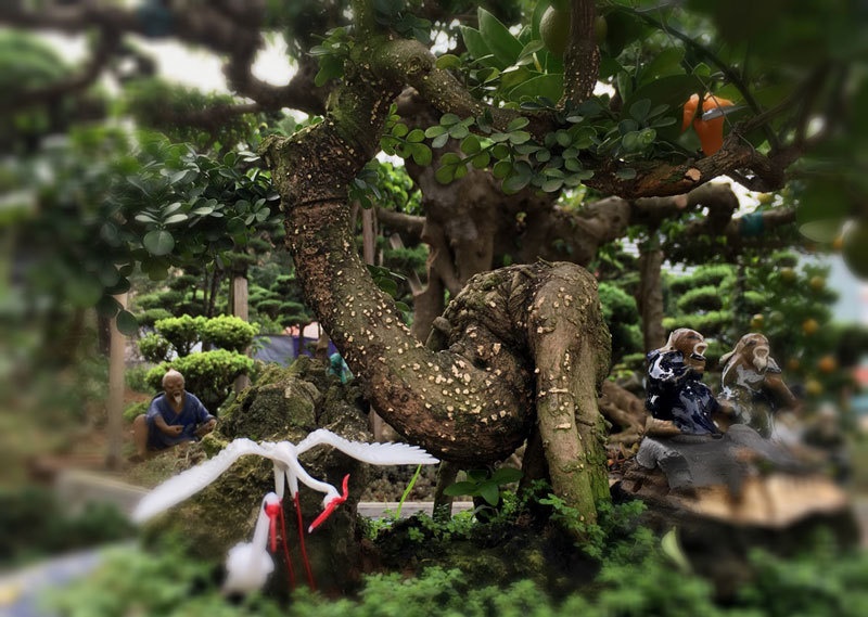 Quất thăng tiến bonsai gây sốt, giá chục triệu hút khách dịp Tết-8