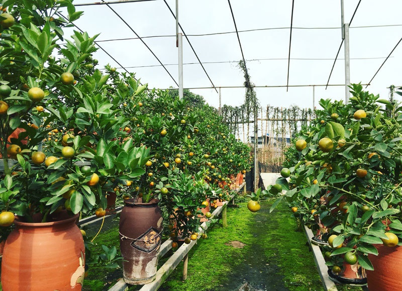 Quất thăng tiến bonsai gây sốt, giá chục triệu hút khách dịp Tết-9