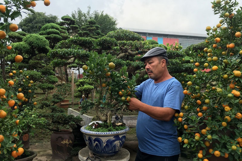 Quất thăng tiến bonsai gây sốt, giá chục triệu hút khách dịp Tết-10