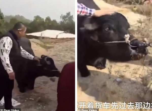 Bò cái tội nghiệp quỳ gối xin tha mạng trước cửa lò mổ khiến cộng đồng mạng xót xa quyên góp 81 triệu để cứu sống-1