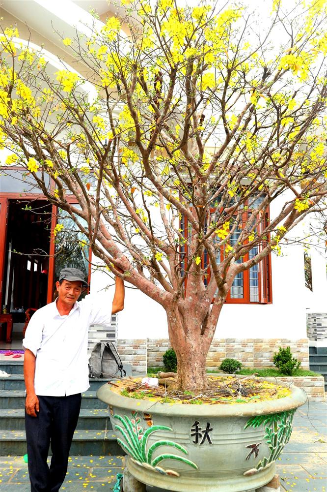 Ngắm vườn mai vô giá của lão nông dịp Tết-1