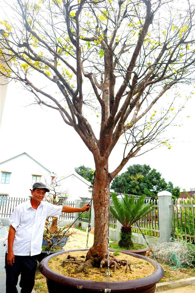 Ngắm vườn mai vô giá của lão nông dịp Tết-10