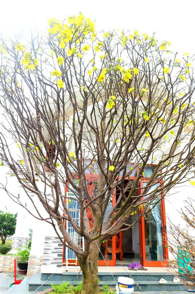 Ngắm vườn mai vô giá của lão nông dịp Tết-14