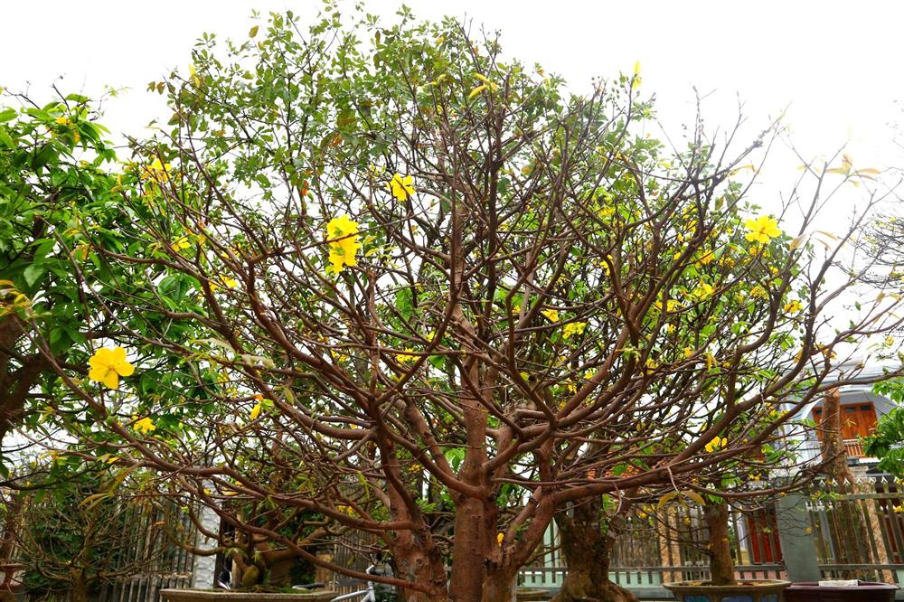 Ngắm vườn mai vô giá của lão nông dịp Tết-3