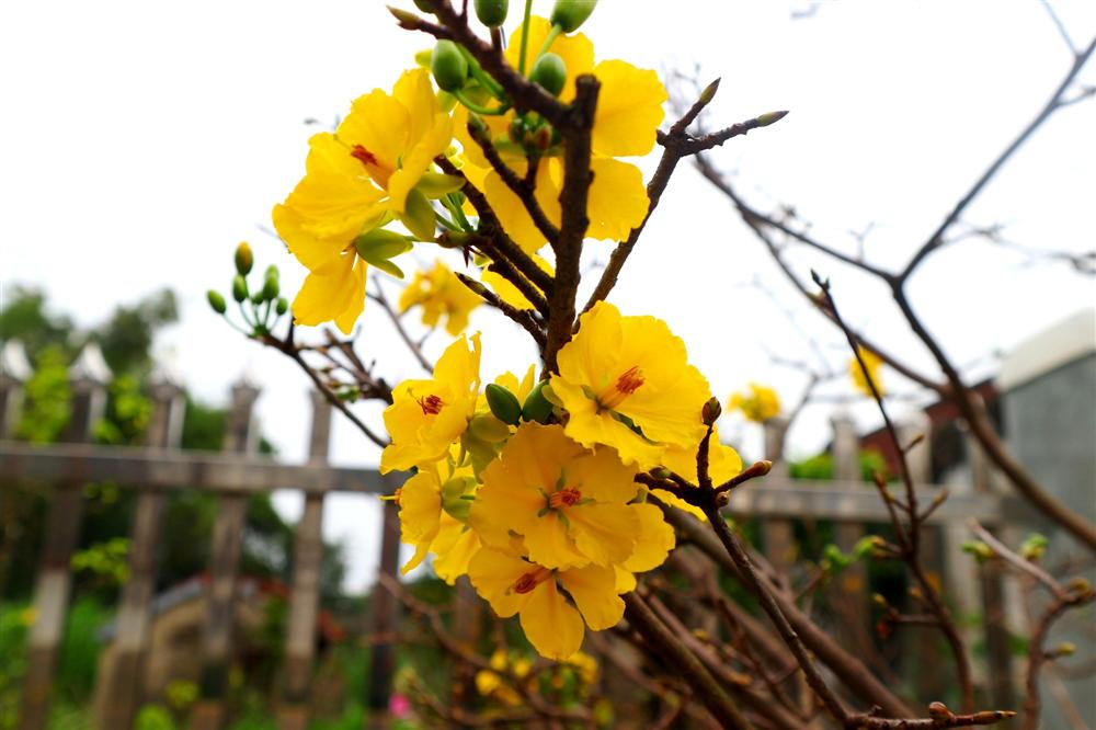 Ngắm vườn mai vô giá của lão nông dịp Tết-4