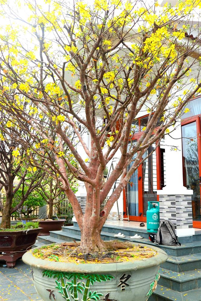 Ngắm vườn mai vô giá của lão nông dịp Tết-5